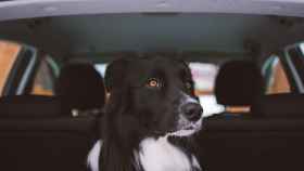 Las mascotas como los perros necesitan cuidados especiales para viajar en  coche / UNSPLASH