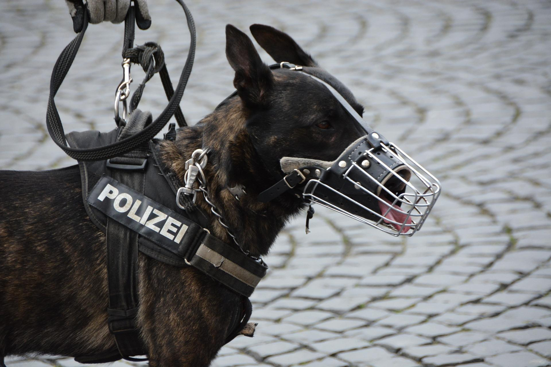 Un perro policía alemán con bozal metálico / CG