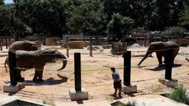 Susi, Yoyo y Bully, las elefantas del Zoo de Barcelona / EFE