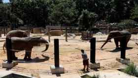 Susi, Yoyo y Bully, las elefantas del Zoo de Barcelona / EFE