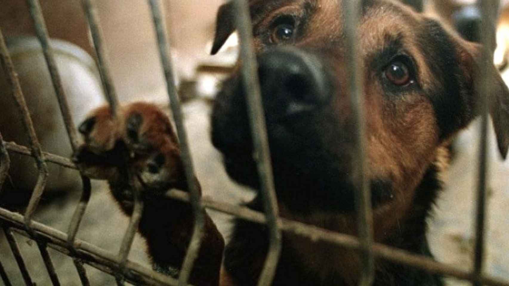 Un perro en una protectora de animales, los ejemplares que el proyecto ARIA quiere rescatar, como la Fundación El Hogar, que pide ayudas estatales para poder seguir en pie / EFE