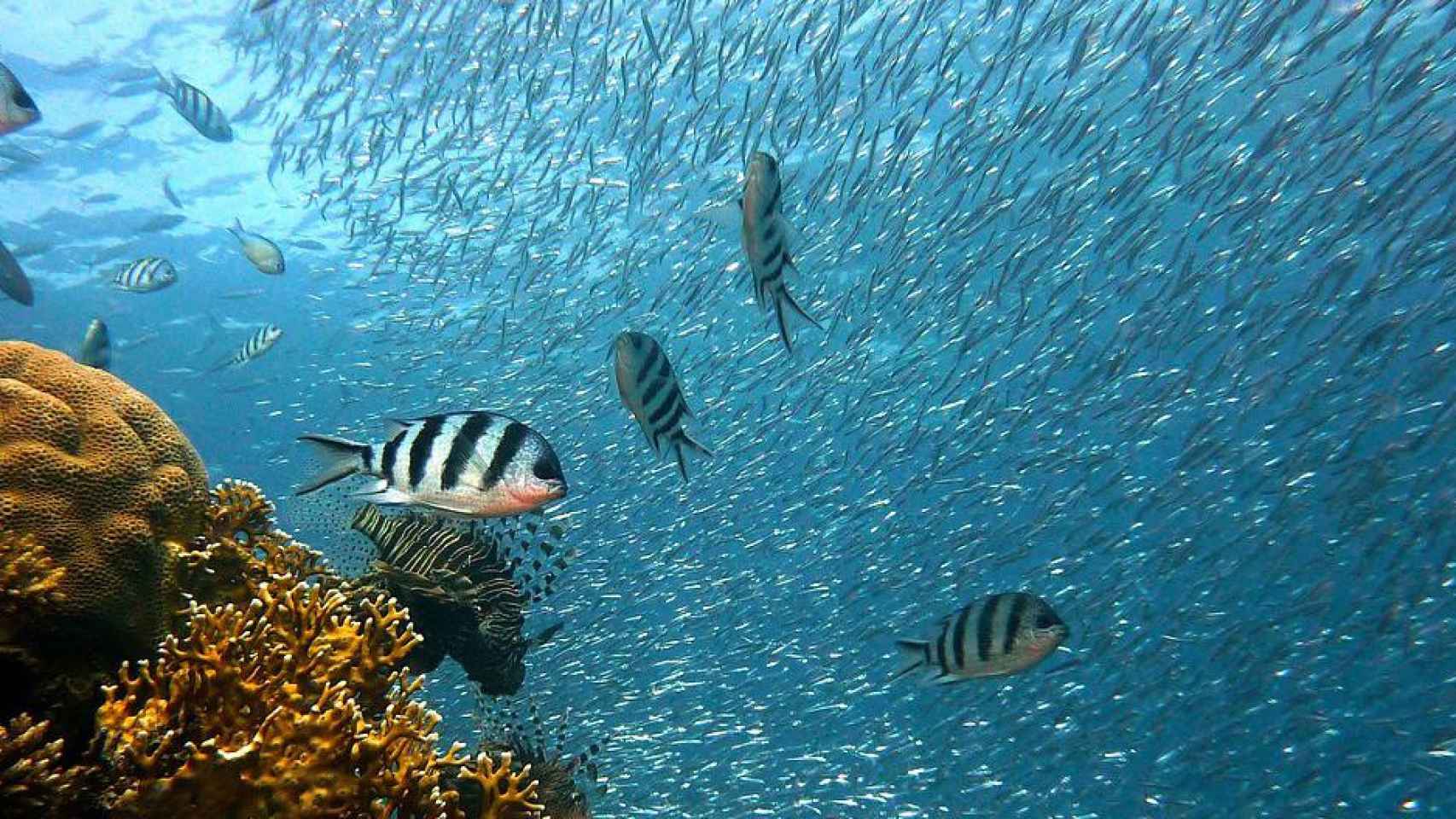 Imagen de peces nadando en el mar / PIXABAY