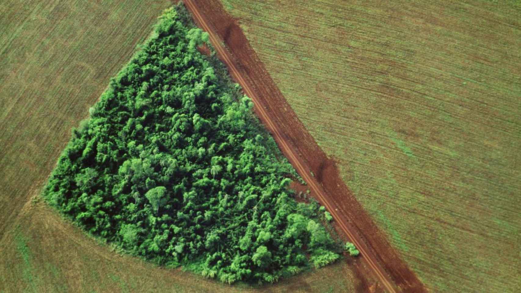 Un grupo de árboles en una zona deforestada / EP