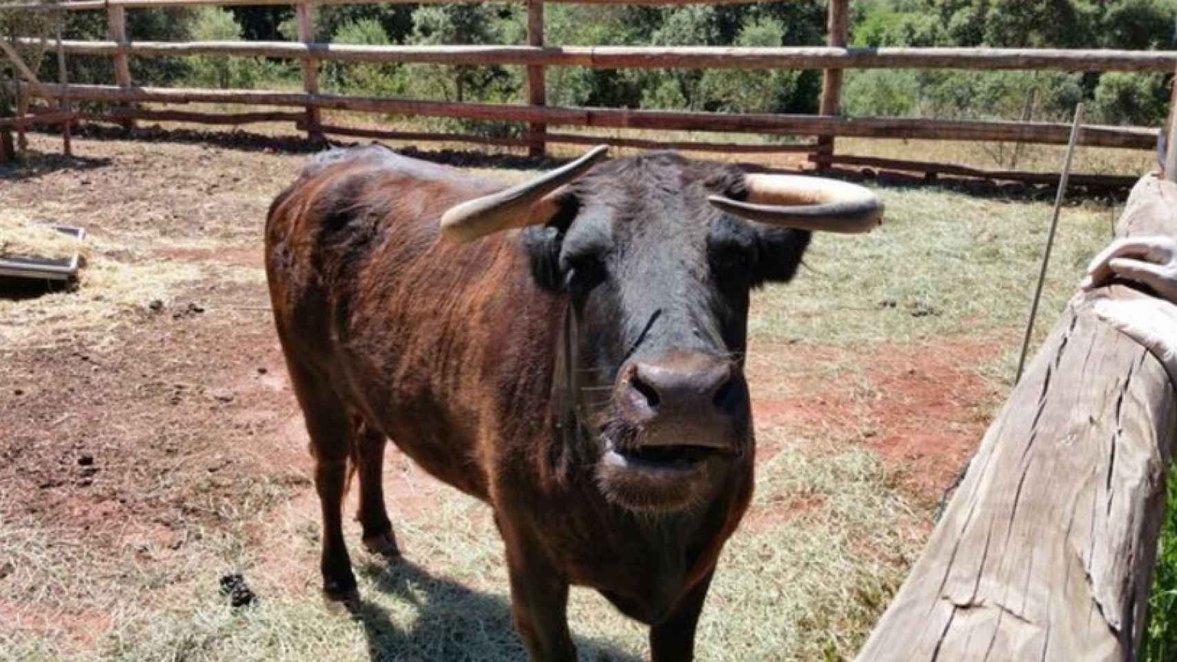 La Generalitat indulta a la vaca Margarita