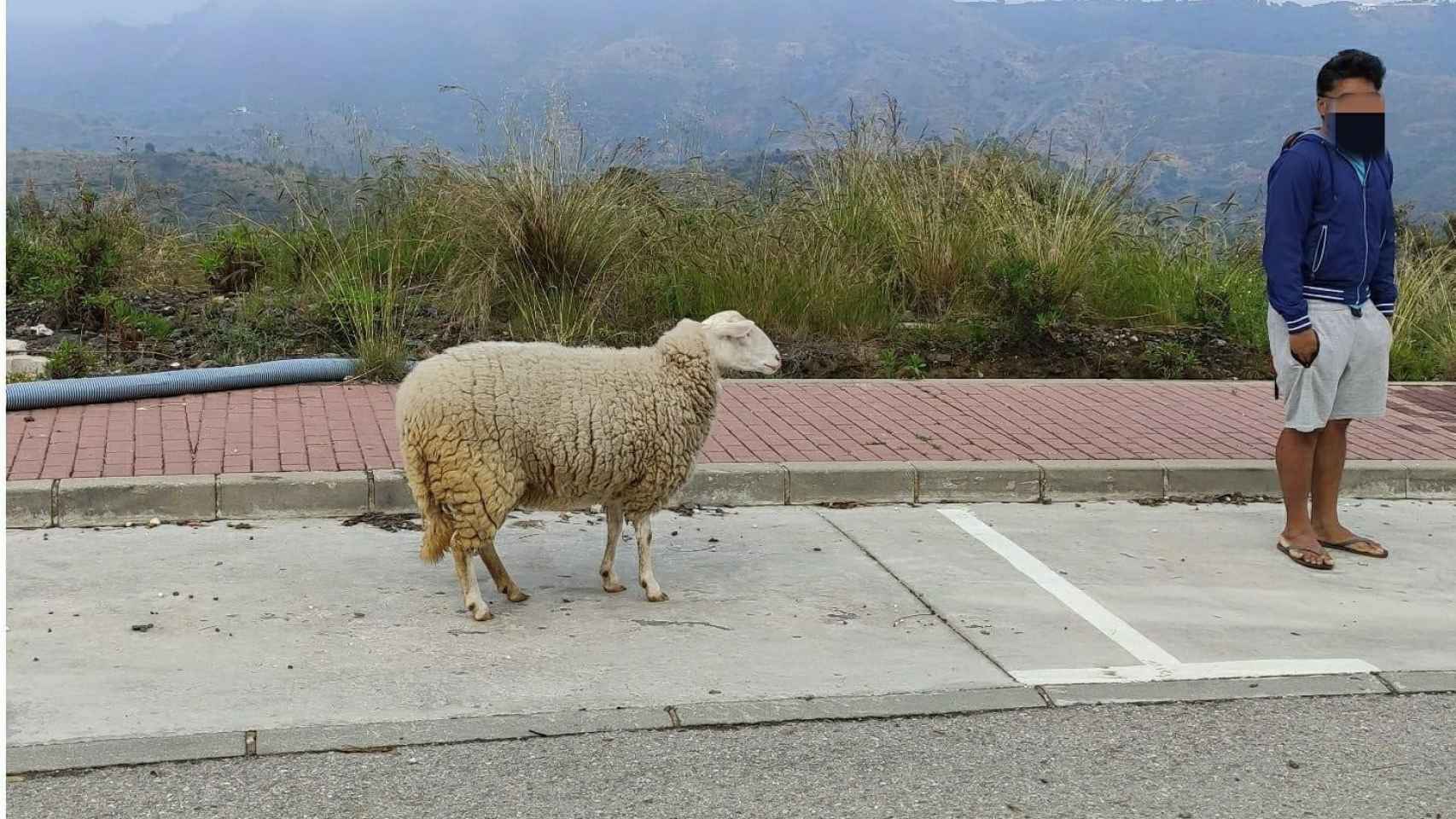 Un hombre pasea con su oveja durante el estado de alarma / GUARDIA CIVIL