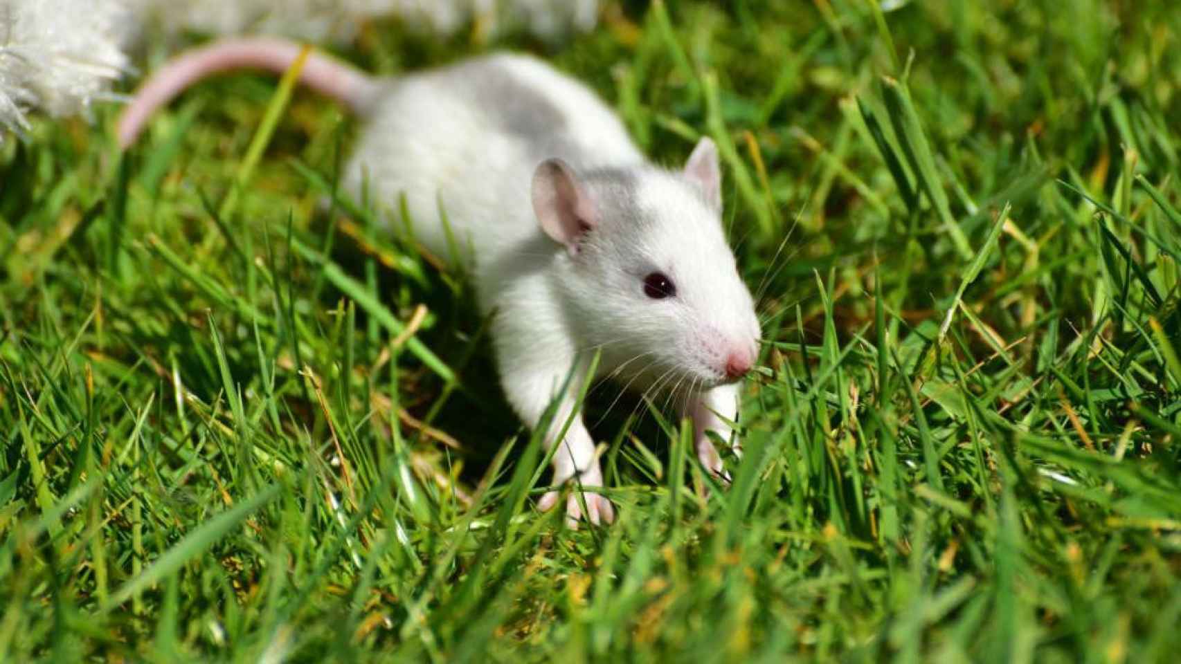 Una rata como las que ya no hay en Georgia del Sur en una imagen de archivo /Creative Commons