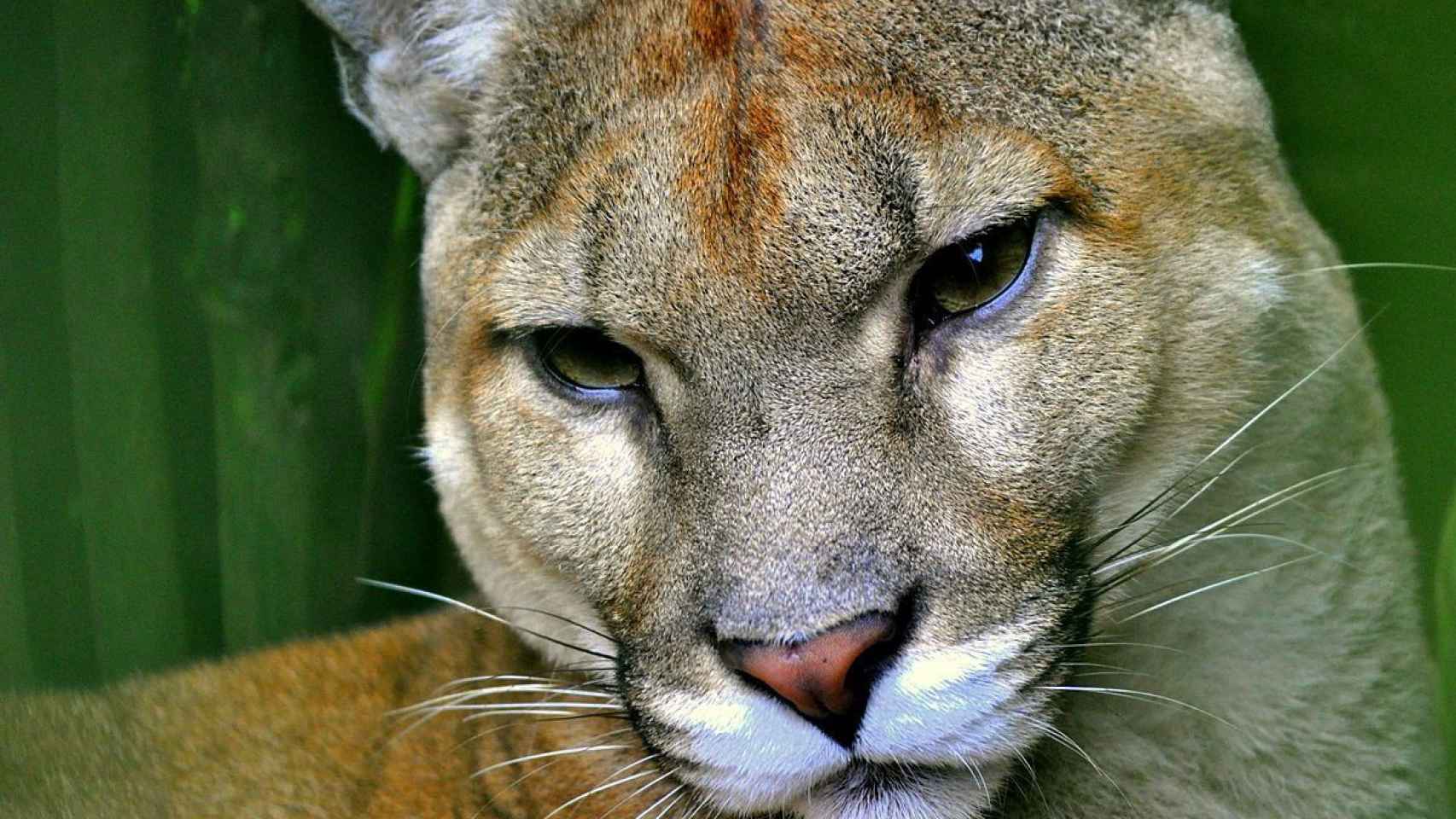 Una foto de archivo del Puma del este de Estados Unidos