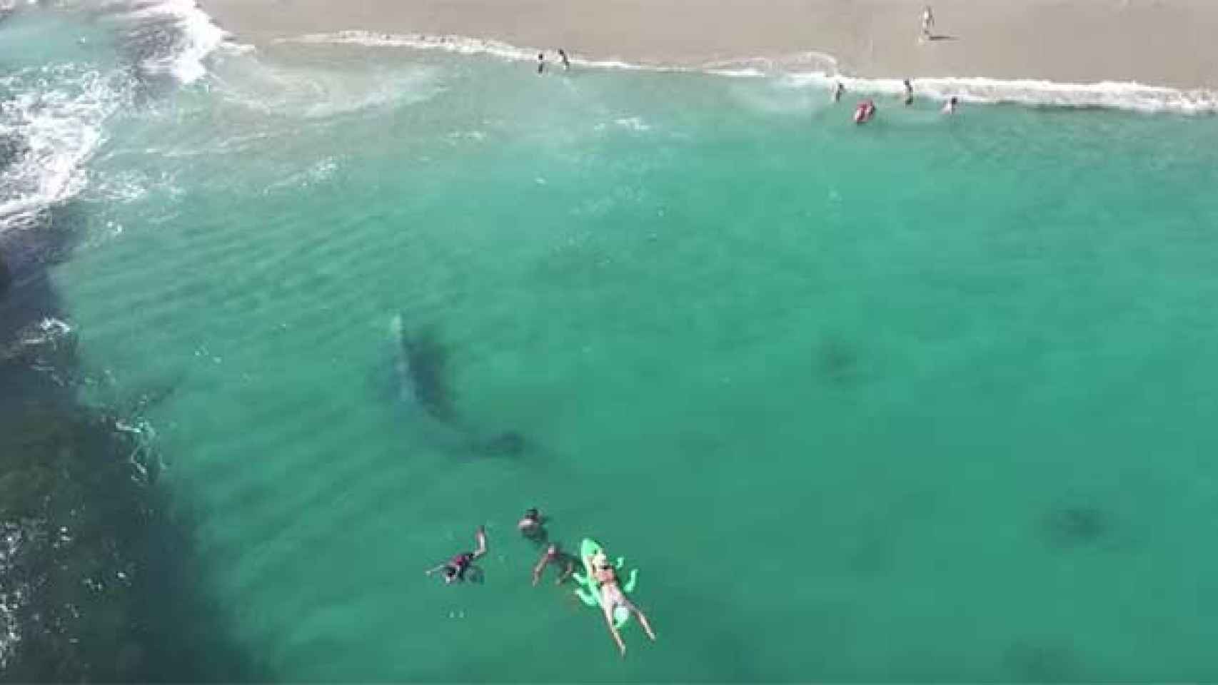 La ballena gris nada entre los bañistas cerca de la orilla / CG