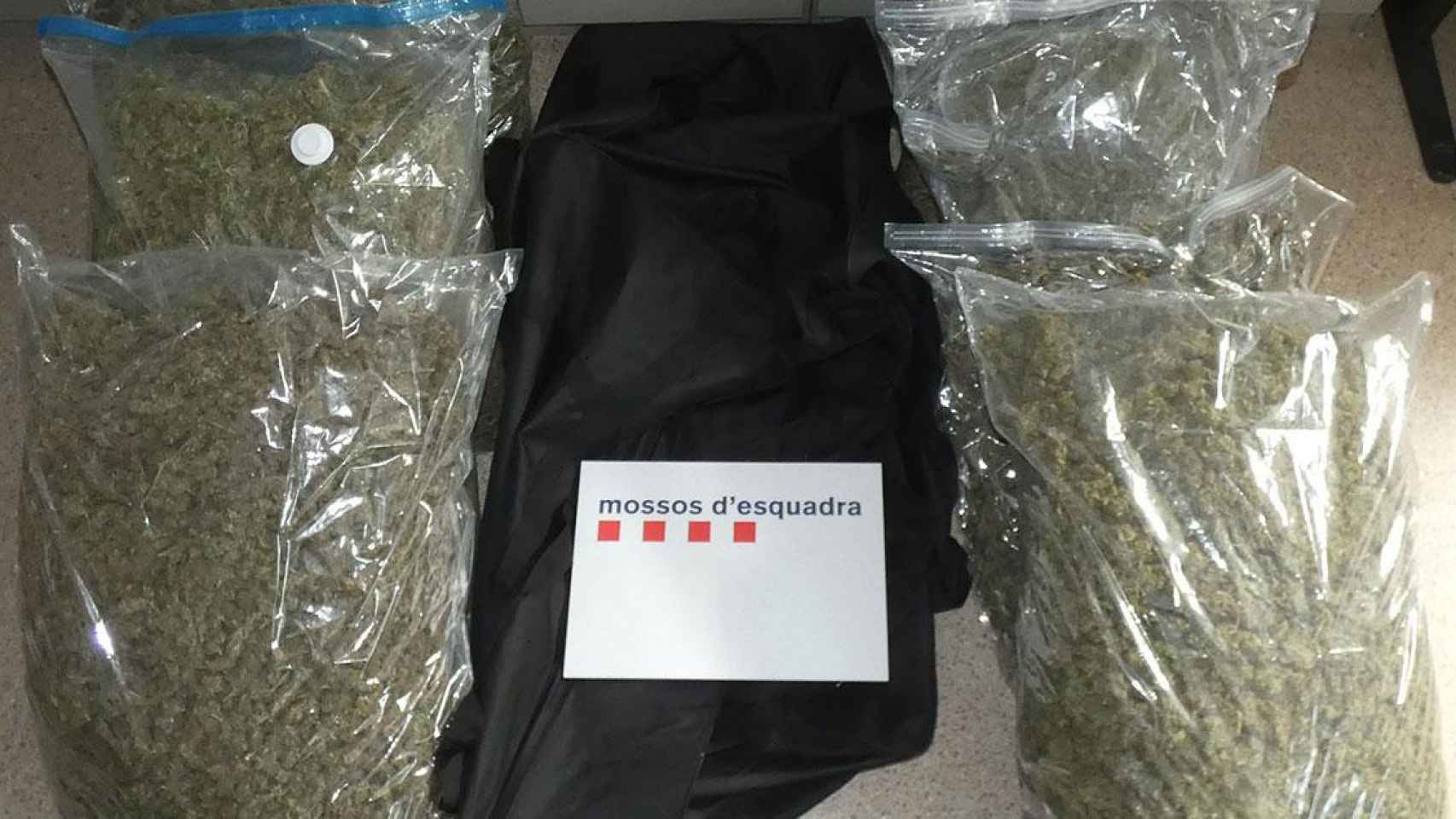Cogollos de marihuana encontrados en un camión frigorifico en La Jonquera / MOSSOS