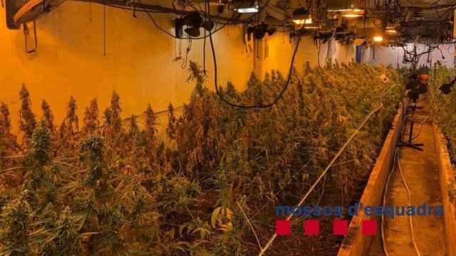 Una plantación de marihuana desmantelada por los Mossos d'Esquadra / EP