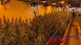 Una plantación de marihuana desmantelada por los Mossos d'Esquadra / EP