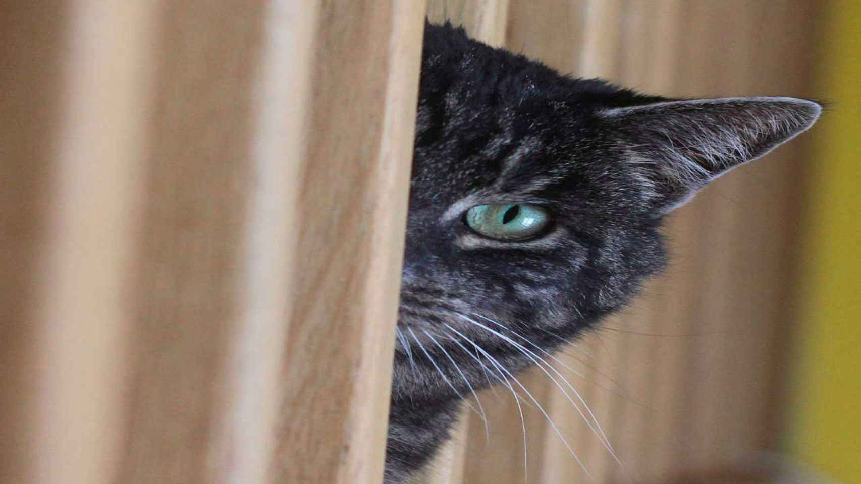 Un gato se asoma por detrás de una cortina / EFE
