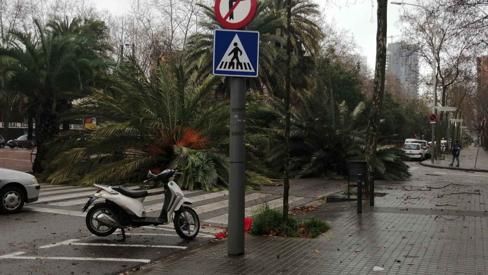 Rambla de Prim, en Barcelona, con palmeras caídas / TWITTER