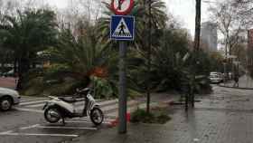 Rambla de Prim, en Barcelona, con palmeras caídas / TWITTER