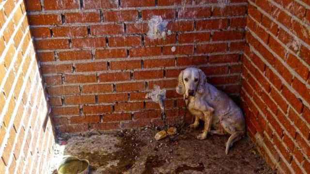 Un perro maltratado en una imagen de archivo / EFE