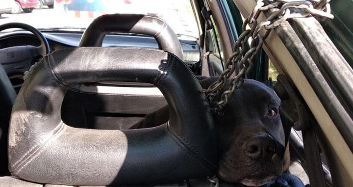 Uno de los perros atado en el coche del joven de 20 años / MOSSOS D'ESQUADRA