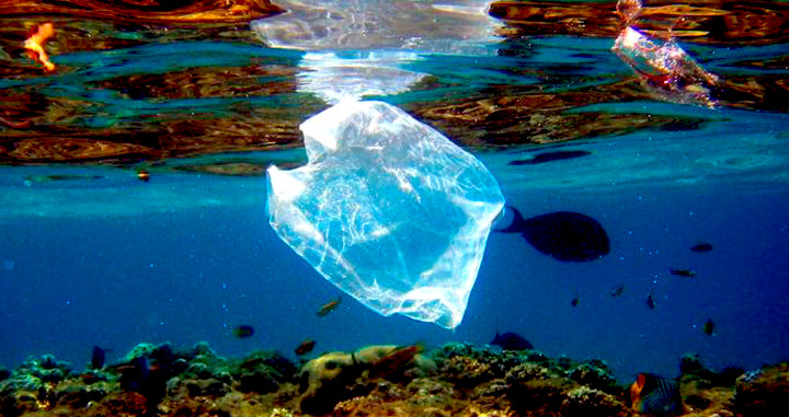 Peces y bolsas de plástico compartiendo espacio en el mar / EFE