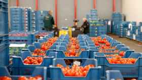 Una empresa agroalimentaria que distribuye tomates.