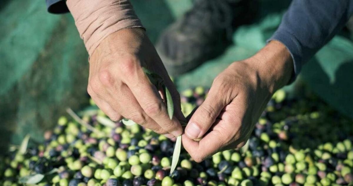 Unas manos seleccionando las mejores olivas / COOPLAFATARELLA