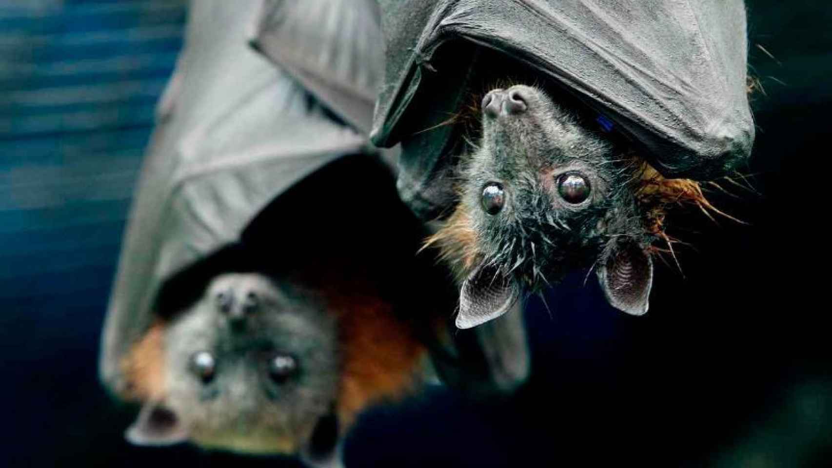 Una foto de archivo de un murciélago