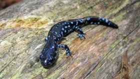 Una salamandra macho Ambystoma laterale del tipo que coge la genética la salamandra femenina