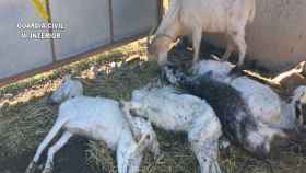 Una ganadera deja morir por inanición cerca de 350 cabras