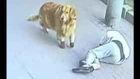 Hombre inconsciente en el suelo con su perro / TWITTER