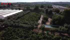 Una de las plantaciones ilegales de cáñamo que los Mossos han desmantelado en el Camp de Tarragona / MOSSOS