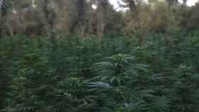 Una plantación de marihuana al aire libre, en una imagen de archivo / MOSSOS