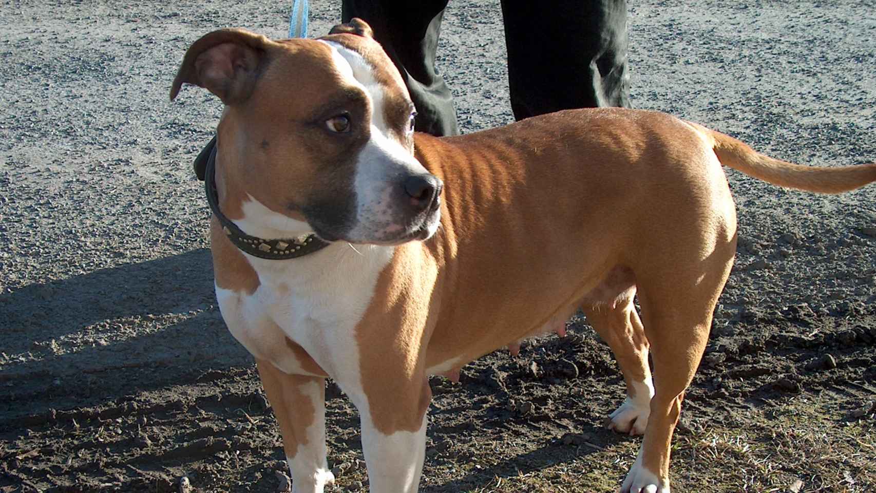 Un perro de raza Staffordshire Terrier, como el que atacó al hombre de 32 años / WIKIPEDIA