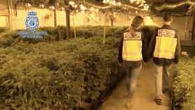 Marihuana intervenida en la Roca del Vallès, Barcelona / POLICÍA NACIONAL