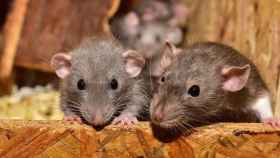 Una pareja de ratones