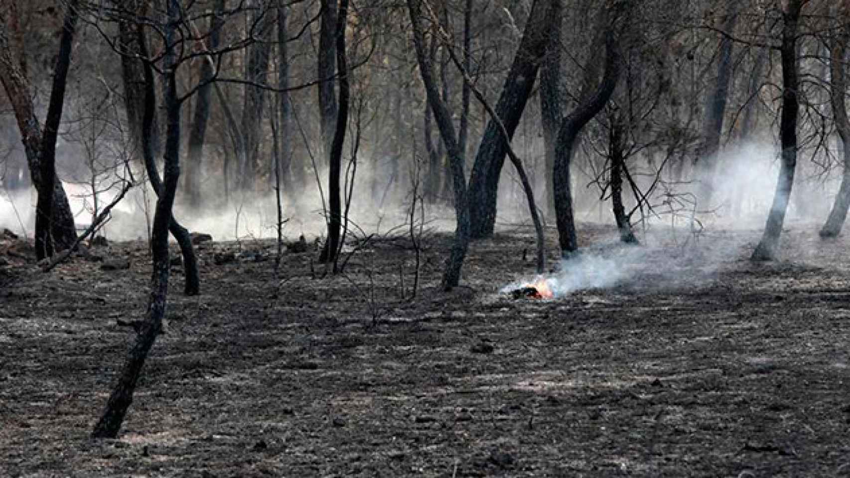 Aspecto del bosque quemado en la zona de la Masia El Freixe, como consecuencia del incendio forestal declarado ayer en el municipio de Artés / EFE
