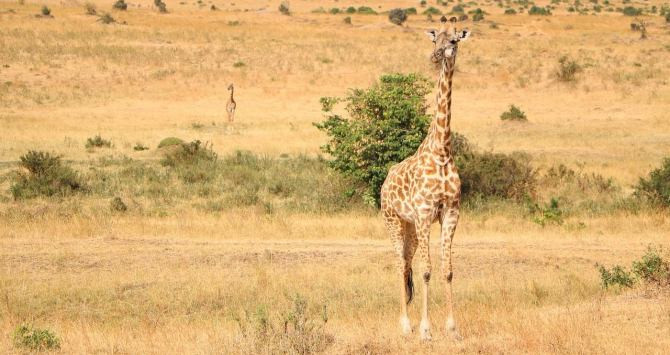 Una jirafa en su hábitat natural / CG
