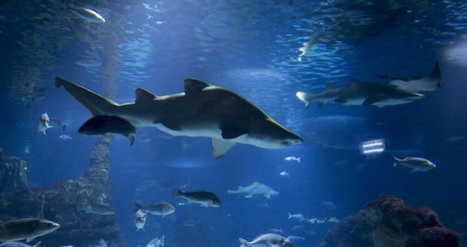 tiburon aquarium