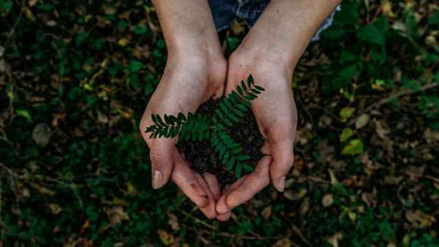 Una persona sostiene una planta como símbolo de reciclar / UNSPLASH