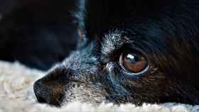 Los ojos de los perros chihuahua / CG