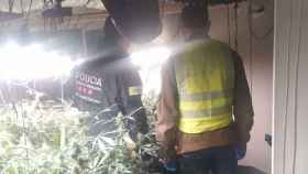 Agentes de los Mossos d'Esquadra y de la GUB desmantelan una plantación de marihuana en un local de Sants / MOSSOS