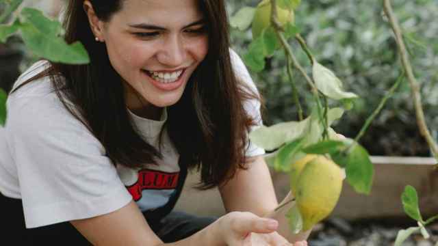 Una mujer recoge limones. El amarillo es considerado el color de la felicidad, como pone de manifiesto la celebración del Yellow Day / GARY BARNES - PEXELS