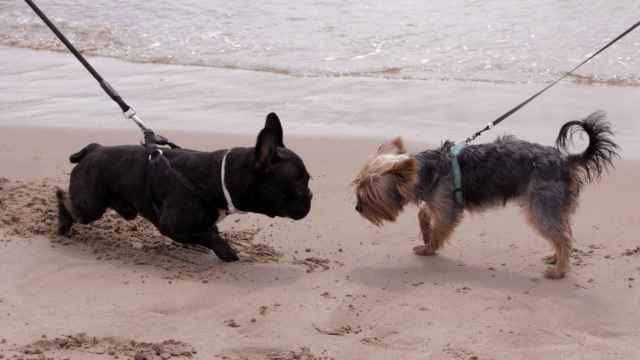 Imagen de archivo de dos perros en la playa / EUROPA PRESS
