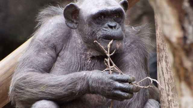 'La Vieja', la chimpancé más longeva de Europa / ZOO DE BARCELONA