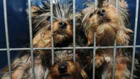 Cachorros de perros a la venta en una tienda de animales / CG