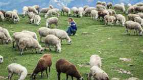 La ganadera Anna Plana, en una imagen de archivo, pastoreando a su rebaño de ovejas.