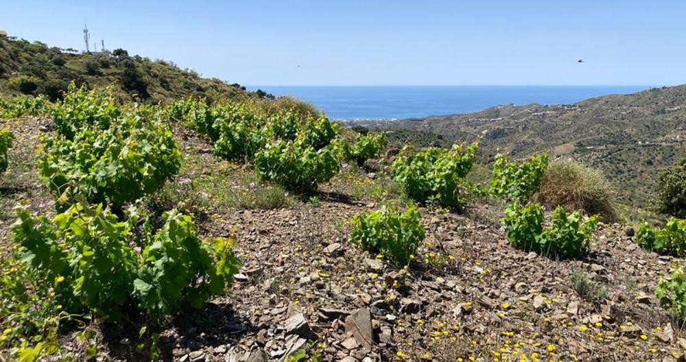 La viñas de El Pasero Vendimia Asoleada / TAULA DE VI SANT BENET