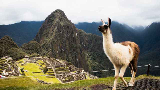 Llama en Machu Picchu / UNSPLASH