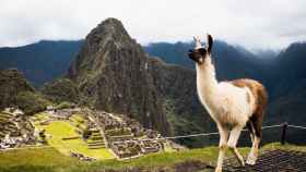 Llama en Machu Picchu / UNSPLASH