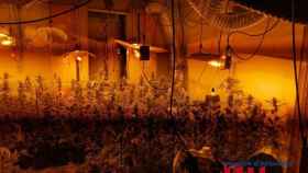 La plantación de marihuana en el comedor del domicilio / MOSSOS D'ESQUADRA
