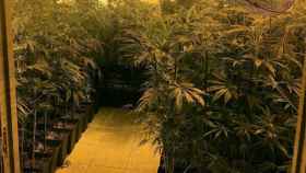 Varias de las plantas de marihuana encontradas en Santa Maria de Palautordera / CNP