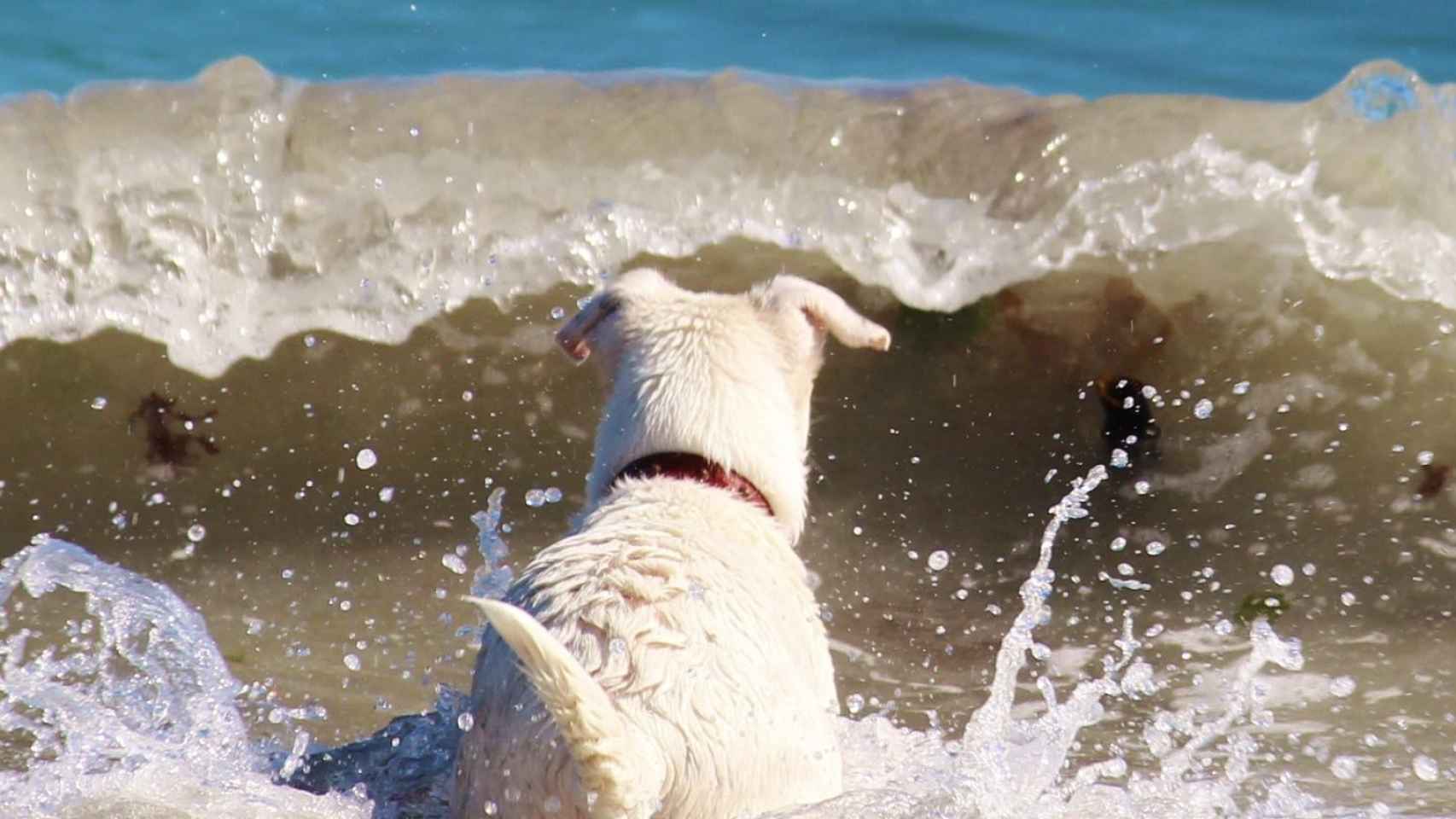Una foto de archivo de un perros en la playa