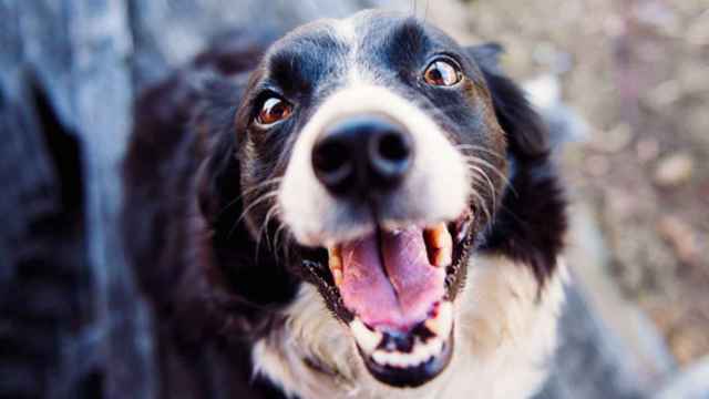Tasas: Fotografía de un perrito en adopción / CG
